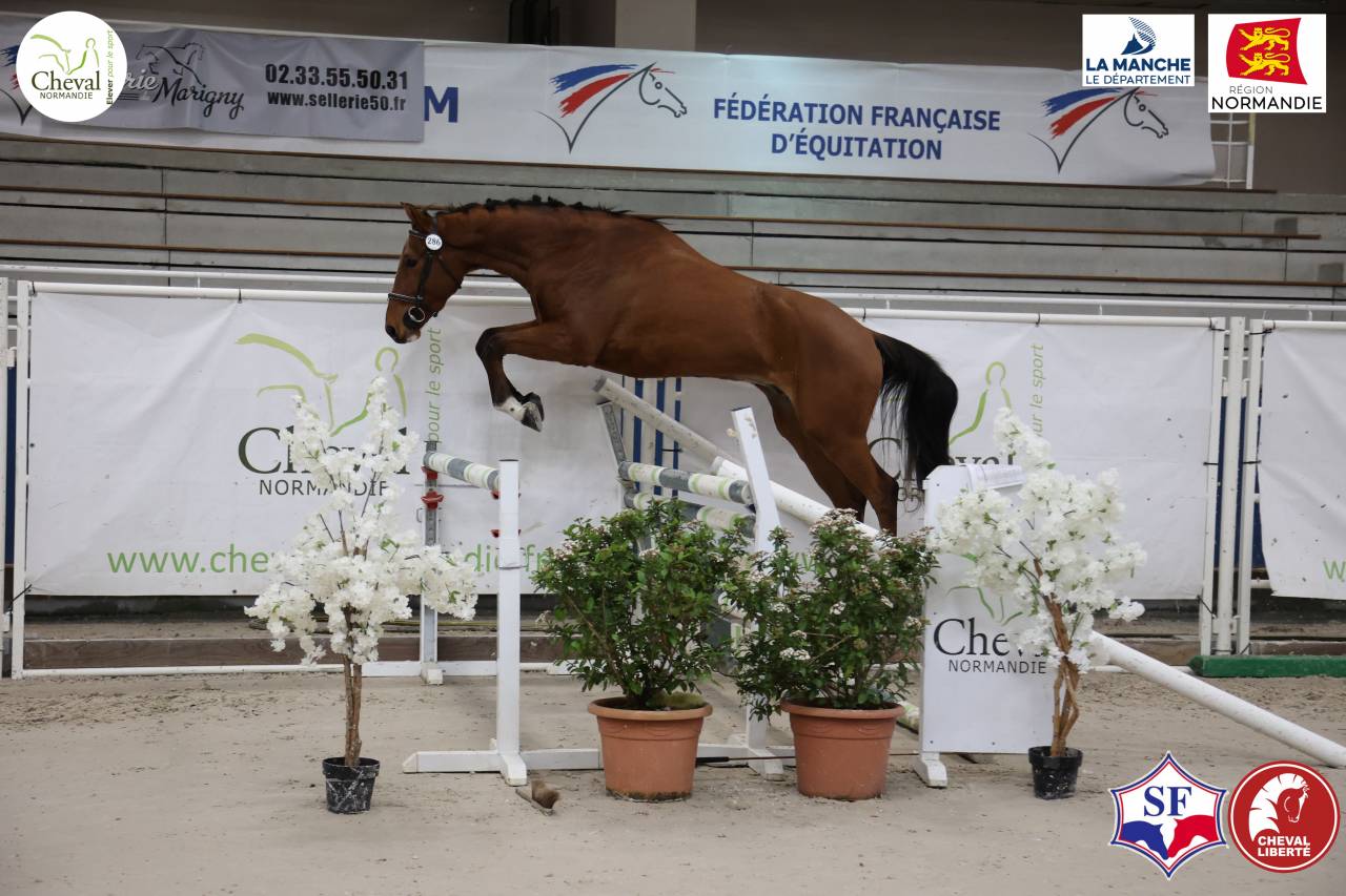 Hongre, 4 ans, 165 cm