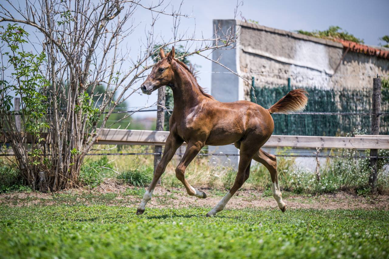 Superbe foal