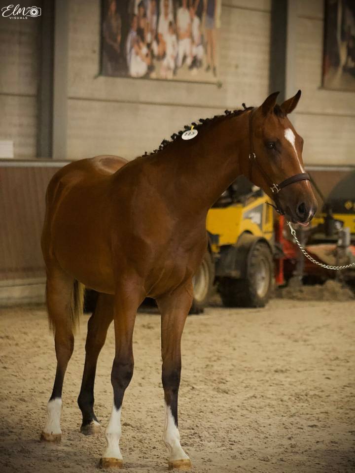 Magnifique poulain Zangersheide 