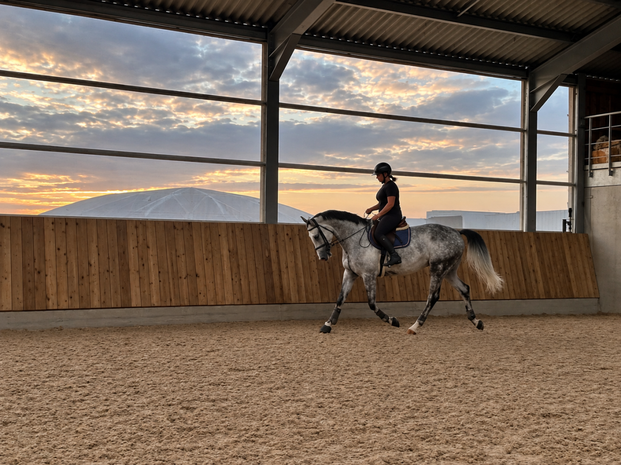 Jument de 6 ans sport 