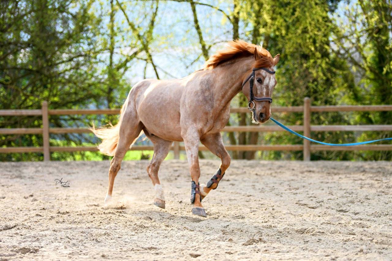 Poney D de 9 ans pour 110cm et plus