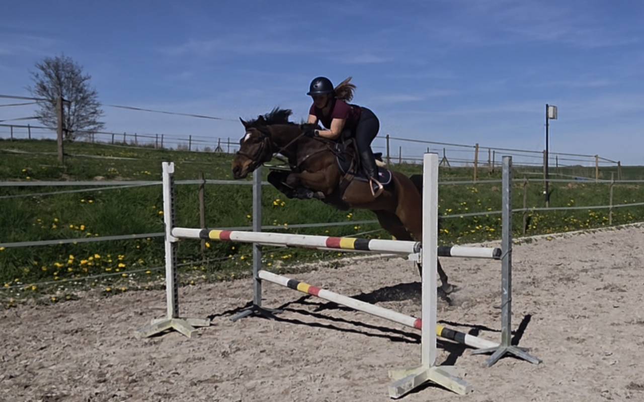 Poney de 5 ans