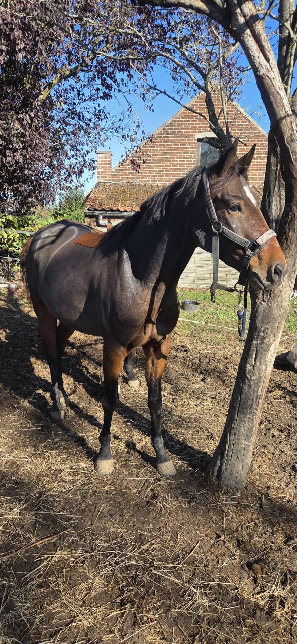 Poney de 5 ans