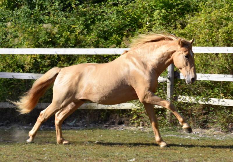 Sueno Carthago Etalon PRE double pearl 6 ans