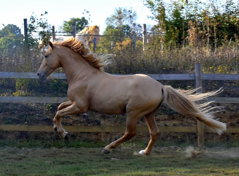Sueno Carthago Etalon PRE double pearl 6 ans