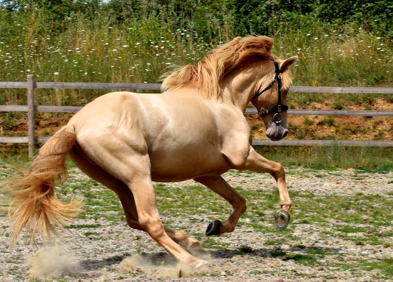 Sueno Carthago Etalon PRE double pearl 6 ans