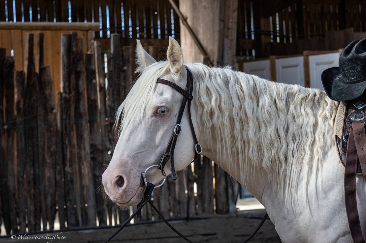 Hongre Quarter Horse AQHA Cr&egrave;me&mdash; Memphis du TR (5 ans)