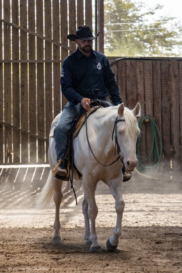 Hongre Quarter Horse AQHA Cr&egrave;me&mdash; Memphis du TR (5 ans)