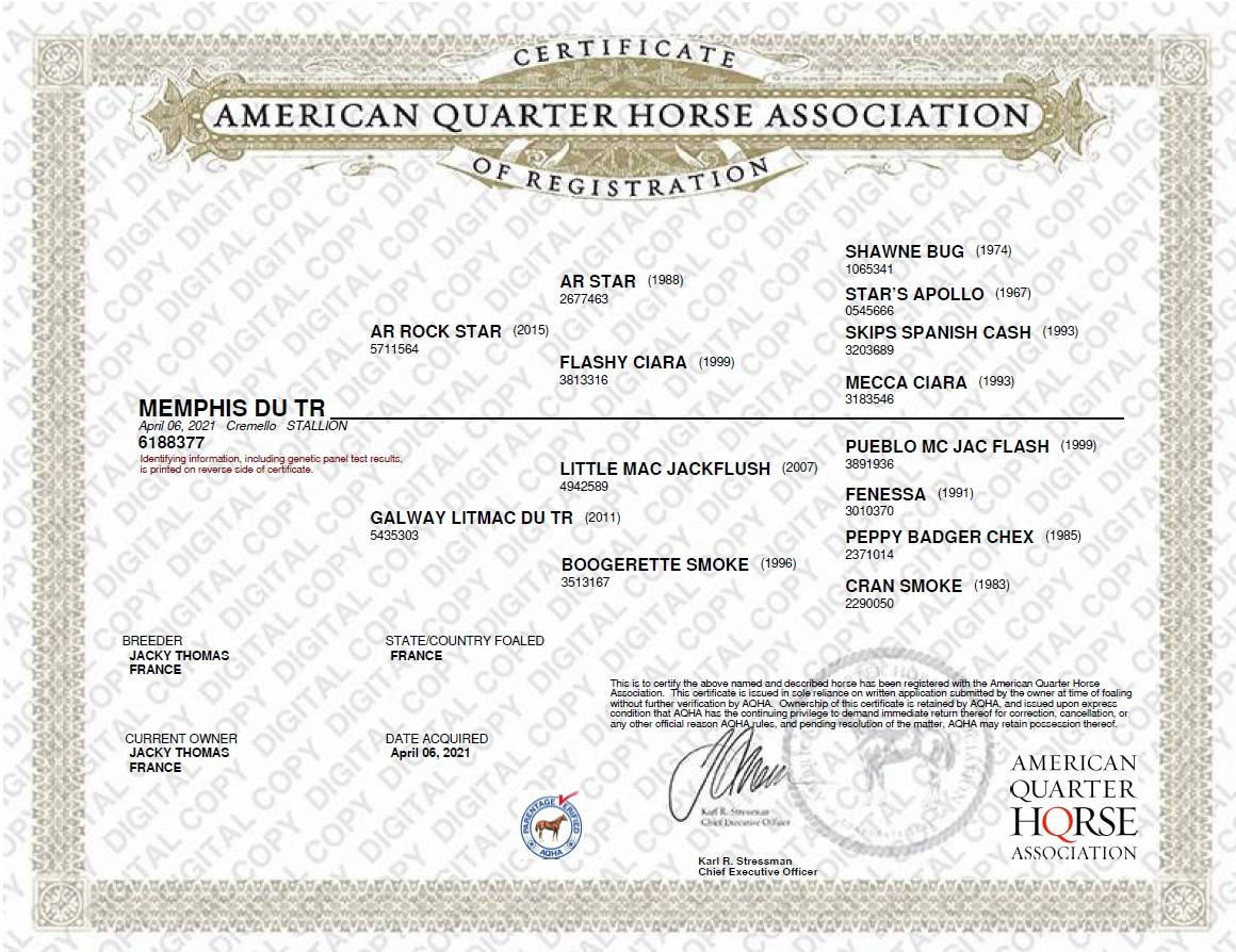 Hongre Quarter Horse AQHA Cr&egrave;me&mdash; Memphis du TR (5 ans)