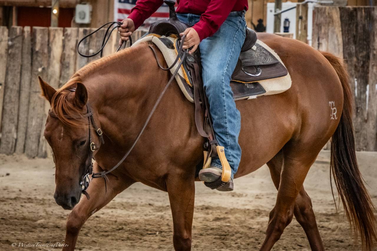 Jument Quarter Horse AQHA &mdash; Seattle du TR (5 ans)