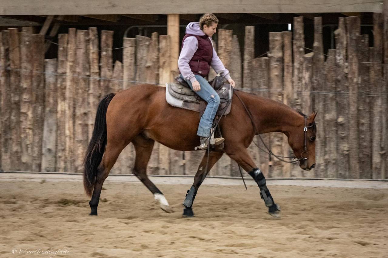 Hongre Paint Horse APHA &mdash; Colorado du TR (3 ans)