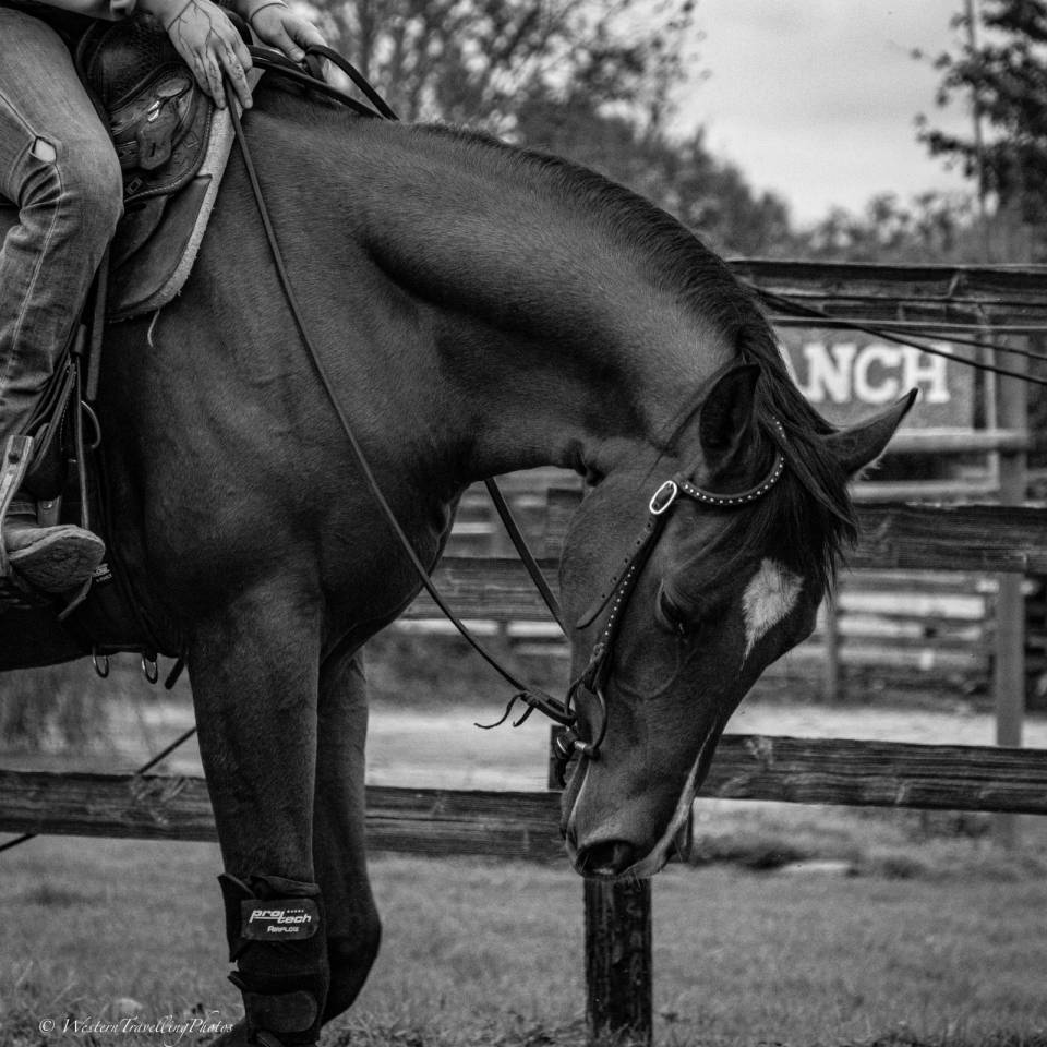 Hongre Paint Horse APHA &mdash; Colorado du TR (3 ans)