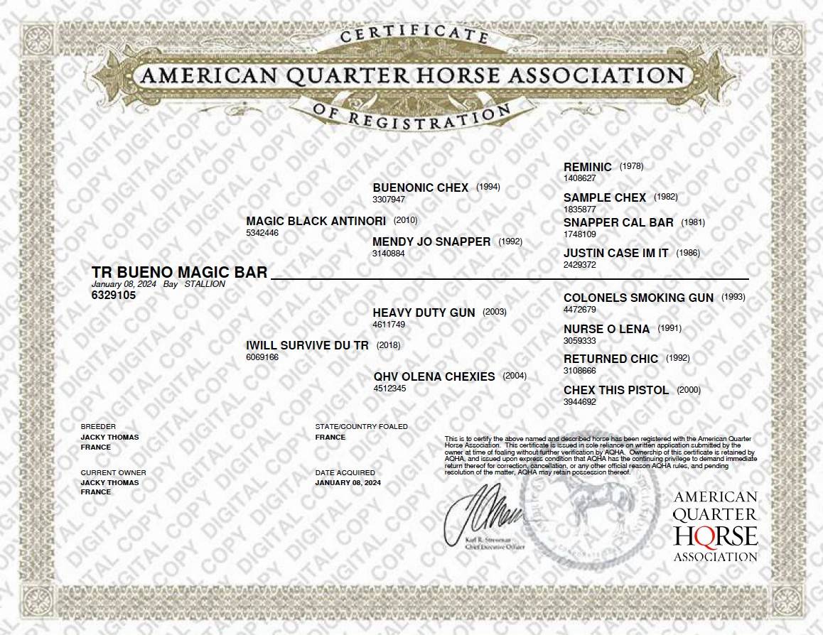 Hongre Quarter Horse AQHA &mdash; TR BUENO MAGIC BAR