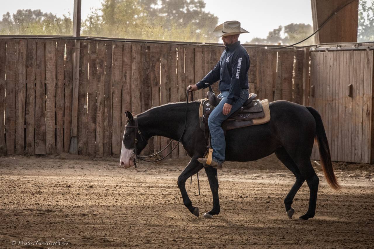 Jument Paint Horse APHA &mdash; TR HOLLY PEPPY SAN (2 ans)