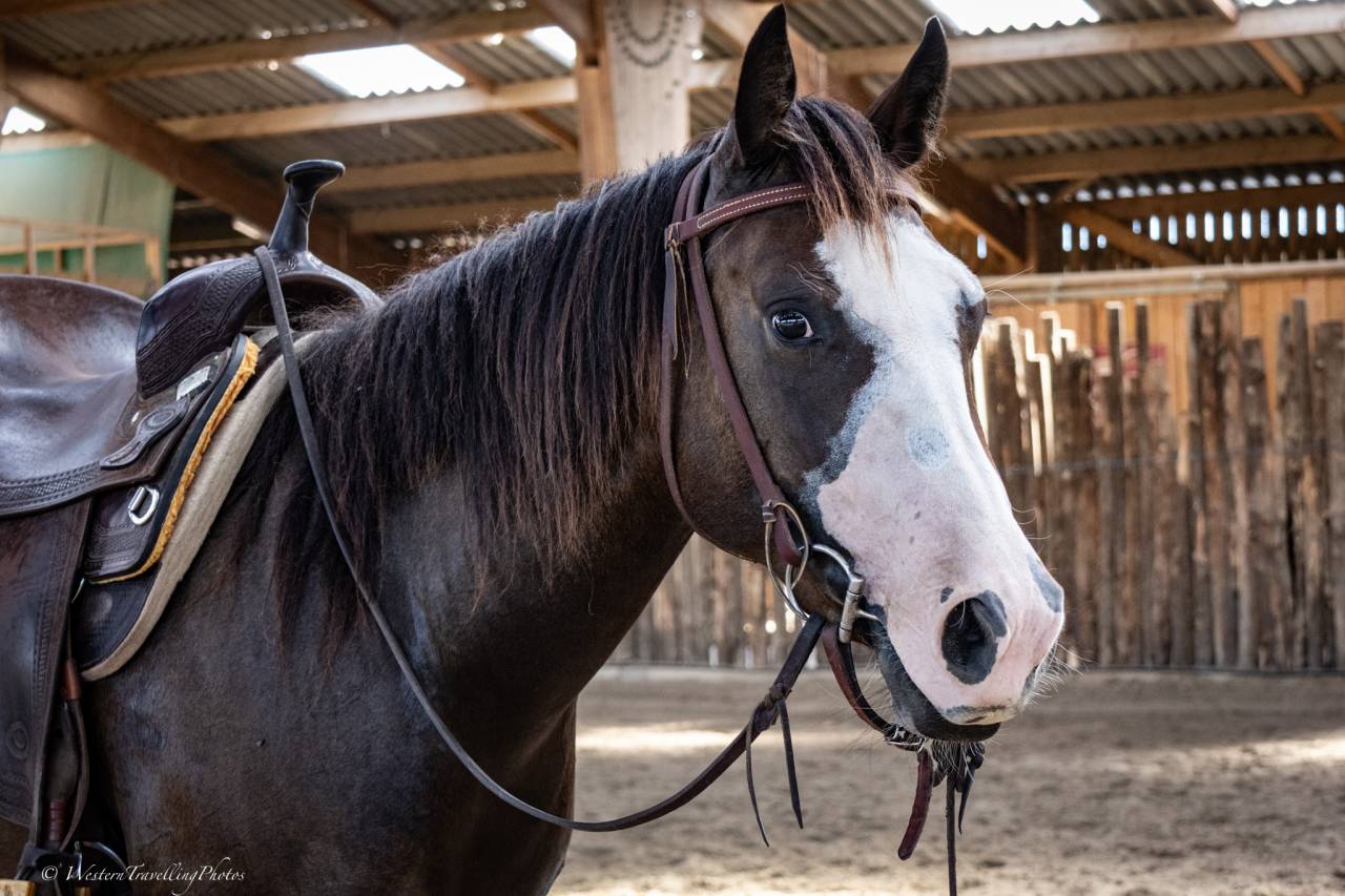 Jument Quarter Horse AQHA &mdash; TR MENDY GREAT BUENO (3 ans