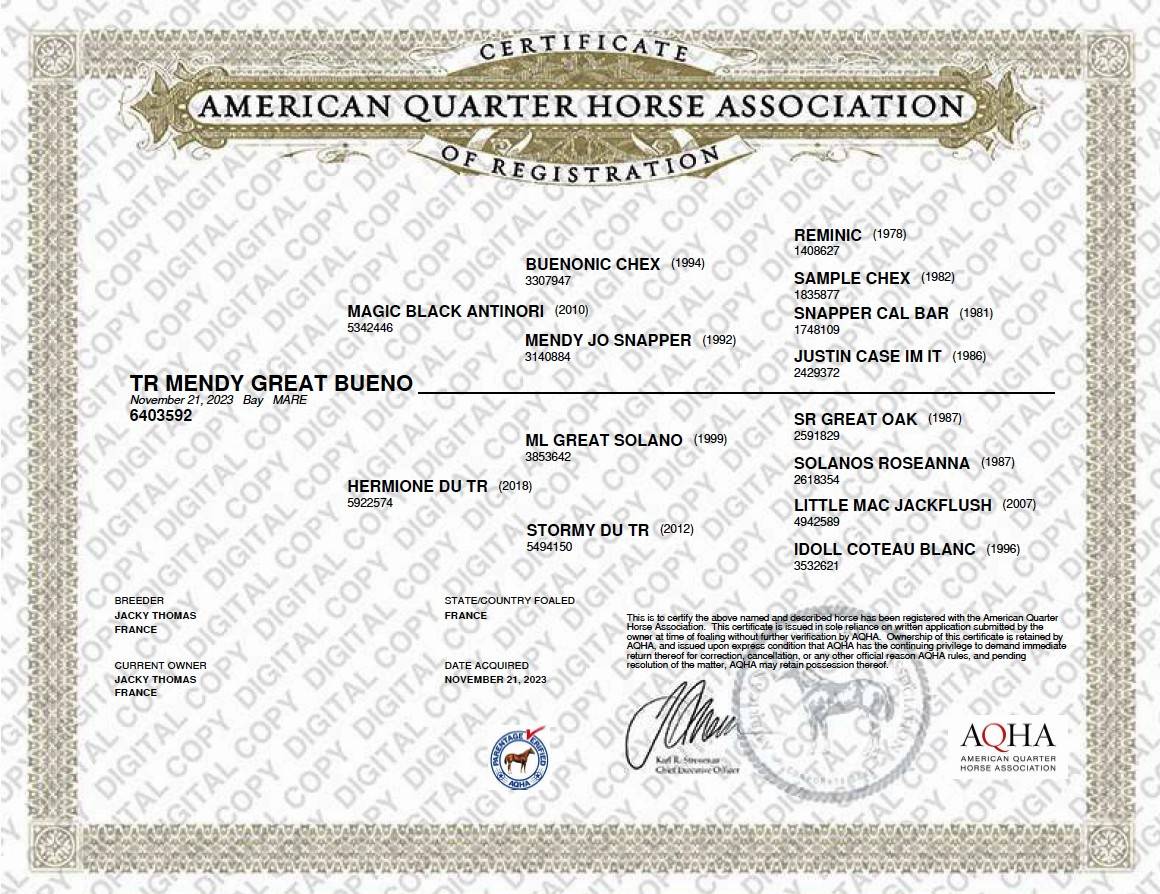 Jument Quarter Horse AQHA &mdash; TR MENDY GREAT BUENO (3 ans