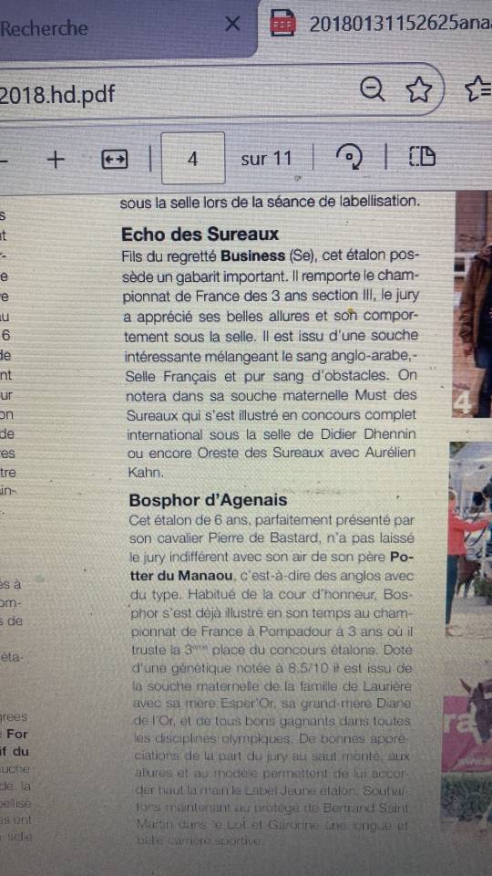 Echo des Sureaux - Bel &eacute;talon anglo-arabe, 12 ans