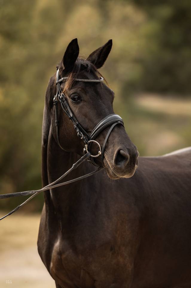 Belle jument noire dressage/cce/cso