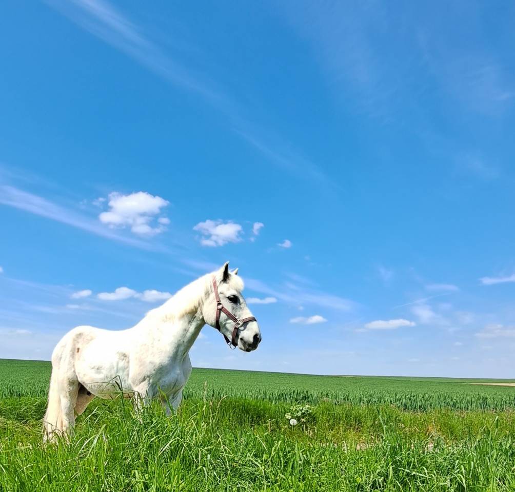 Cheval a donner contre bons soins
