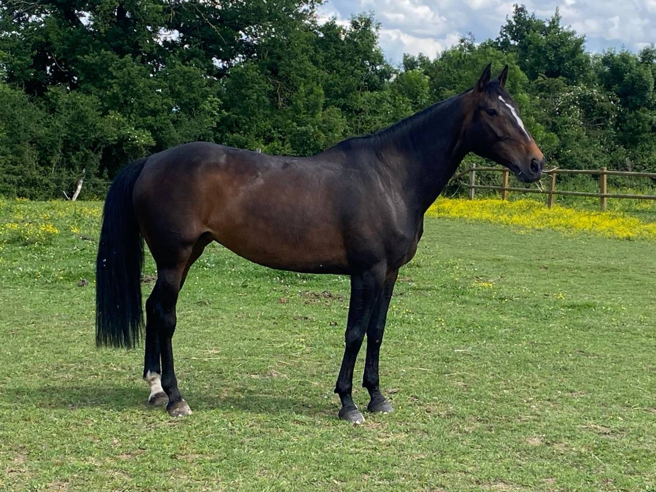 Jument de CSO de 9 ans