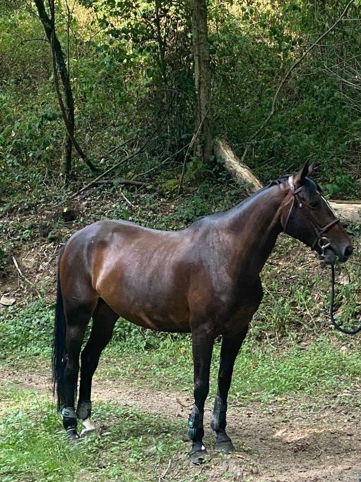 Jument de CSO de 9 ans