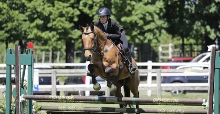 Hongre - OC - 5 ans - Dressage / CSO / Hunter - France