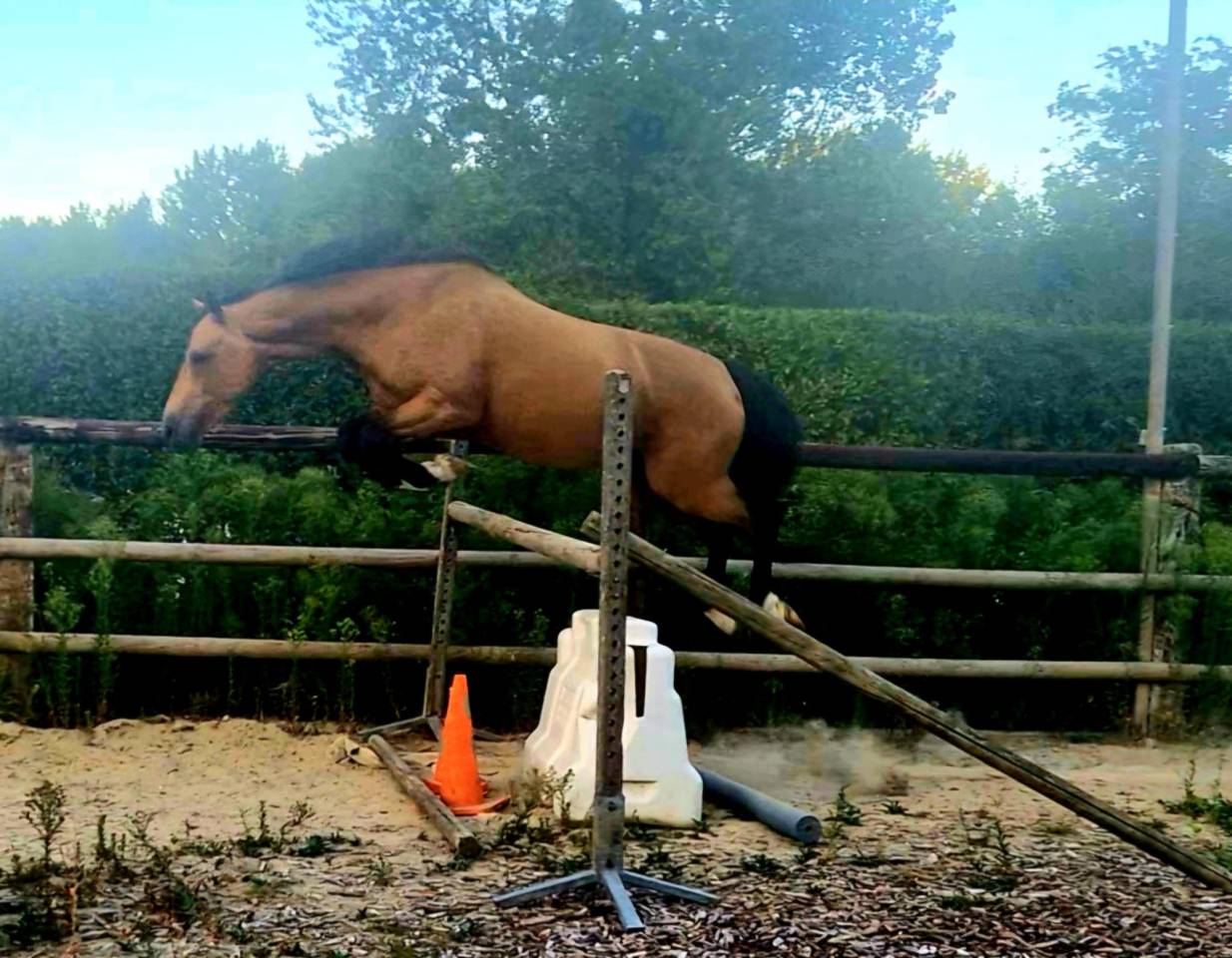 Hongre - OC - 5 ans - Dressage / CSO / Hunter - France