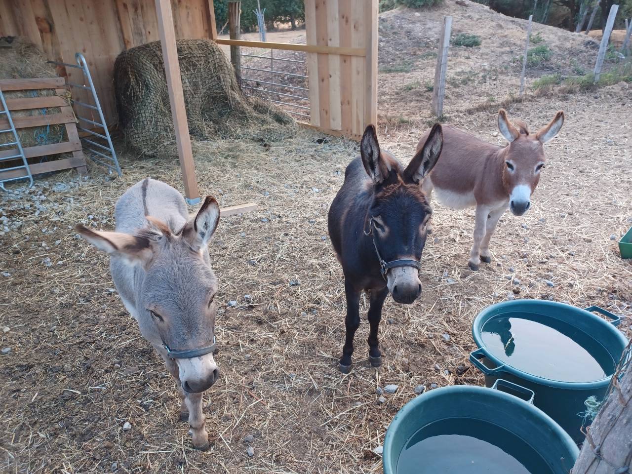 &Agrave; vendre : &acirc;ne miniature am&eacute;ricain adulte entier 