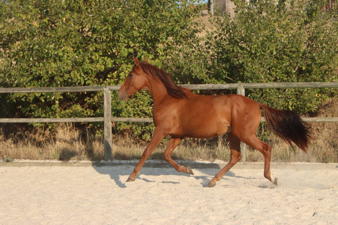 Poulain PRE Pure Race Espagnole Alezan 2024