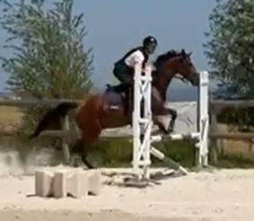 PUR-SANG 5ANS PP HONGRE TOP CHEVAL EQUILIBRE ET DRESSE