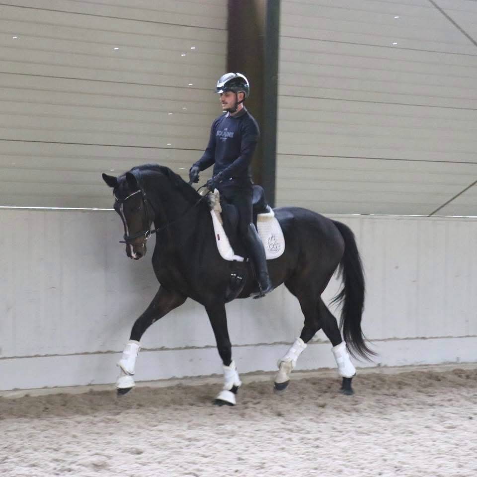Jeune cheval de dressage Kwpn 