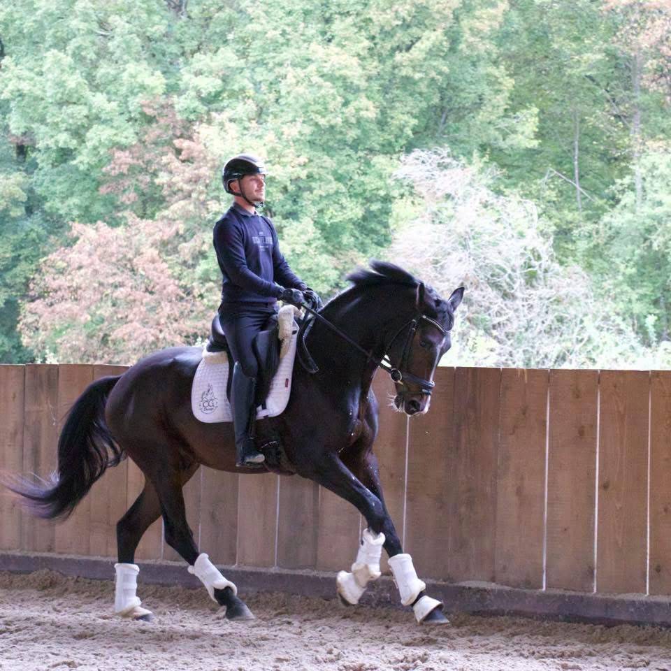 Jeune cheval de dressage Kwpn 