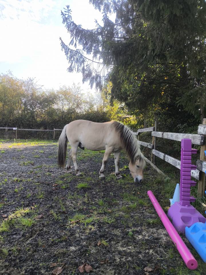 Poney Fjord