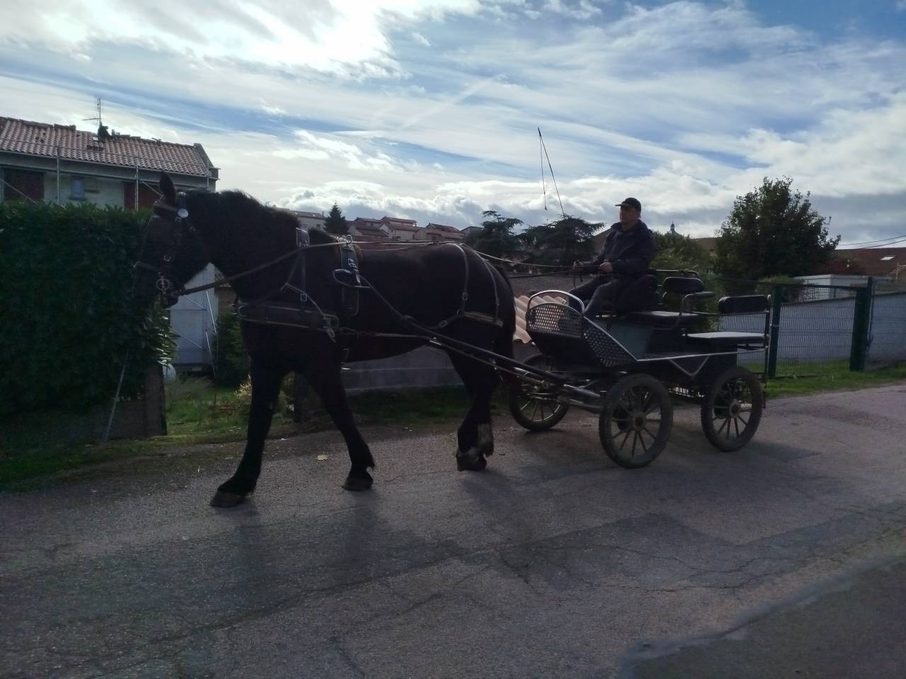 Noukie, jument Percheronne