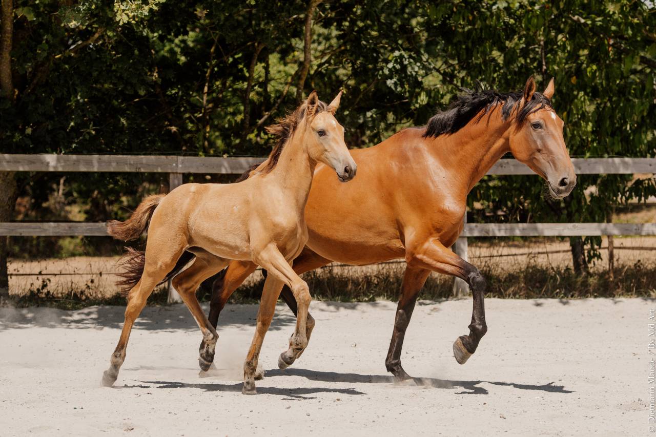 POULICHE - LUSITANIENNE - 5 MOIS - DRESSAGE - FRANCE