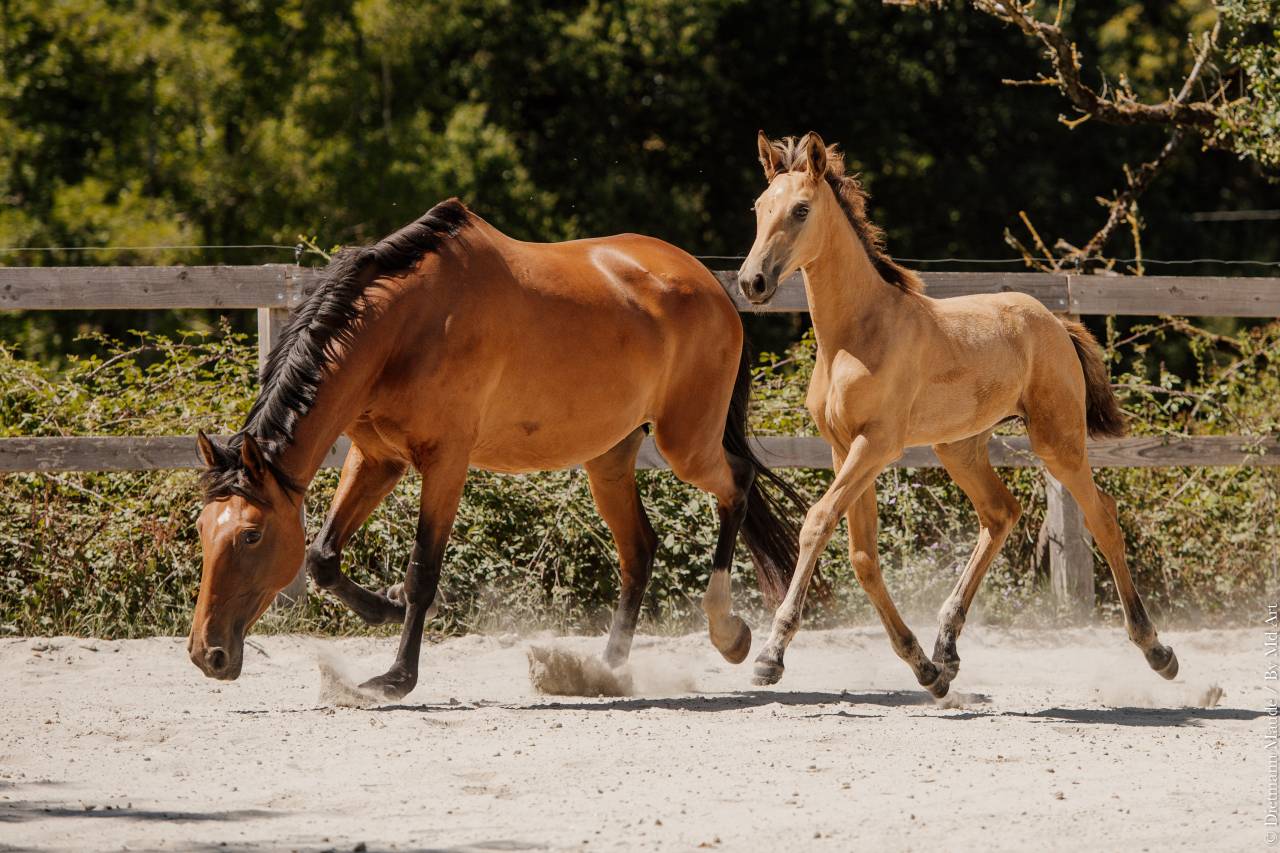 POULICHE - LUSITANIENNE - 5 MOIS - DRESSAGE - FRANCE