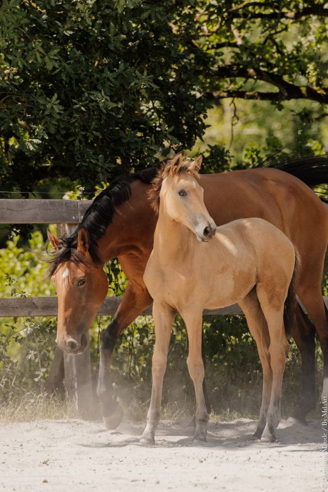 POULICHE - LUSITANIENNE - 5 MOIS - DRESSAGE - FRANCE