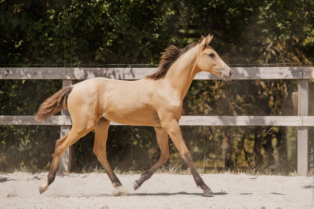 POULICHE - LUSITANIENNE - 8 MOIS - DRESSAGE - FRANCE