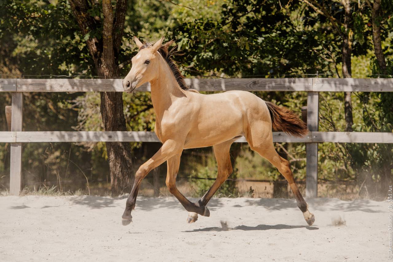POULICHE - LUSITANIENNE - 8 MOIS - DRESSAGE - FRANCE
