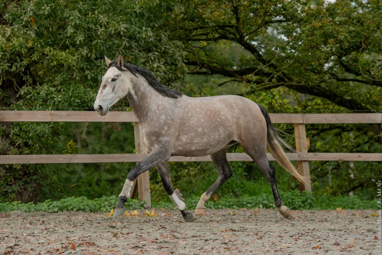 Jument - Lusitanienne - 6 ans - Dressage - France