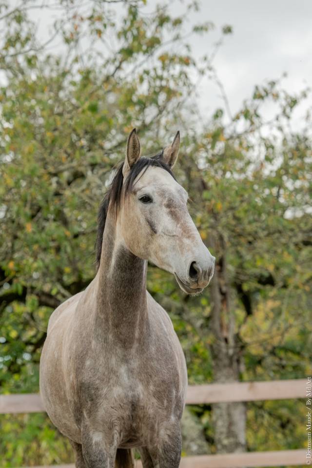 Jument - Lusitanienne - 6 ans - Dressage - France