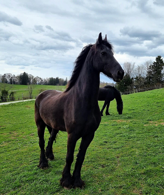 Farou - 2 frisons &agrave; vendre, si possible ensemble