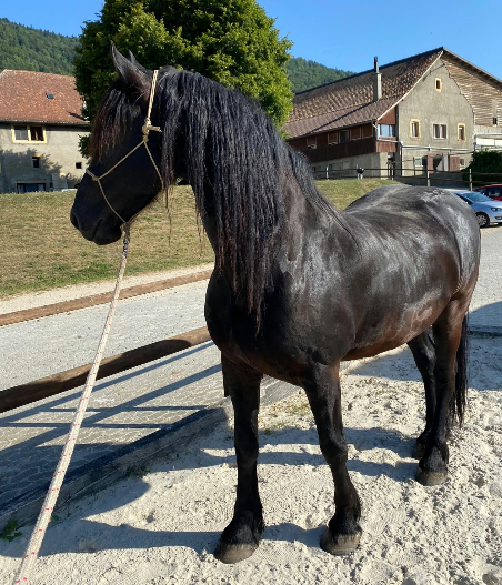 Farou - 2 frisons &agrave; vendre, si possible ensemble