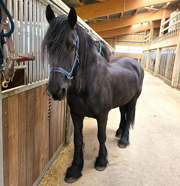 Mistral - 2 frisons &agrave; vendre, si possible ensemble