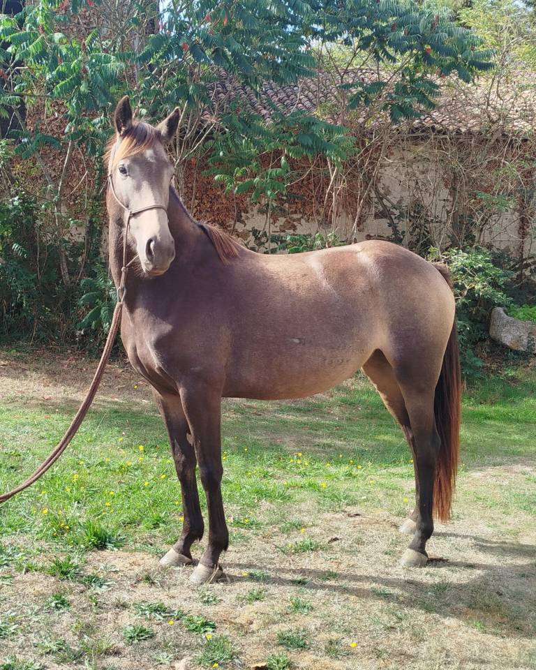 ponette connemara 4 ans