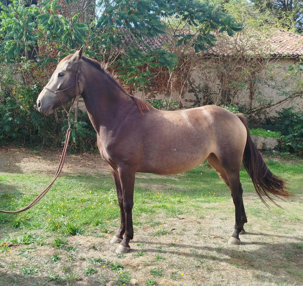 ponette connemara 4 ans