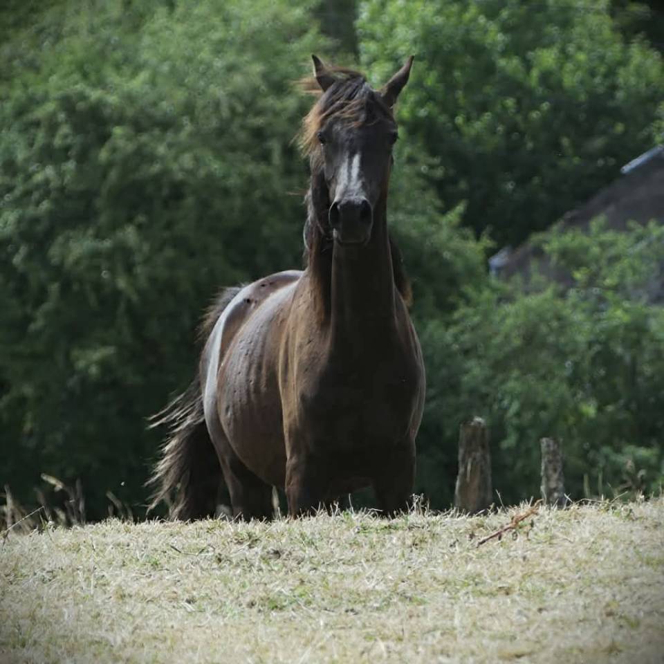 Superbe pouliche Homozygote noire 