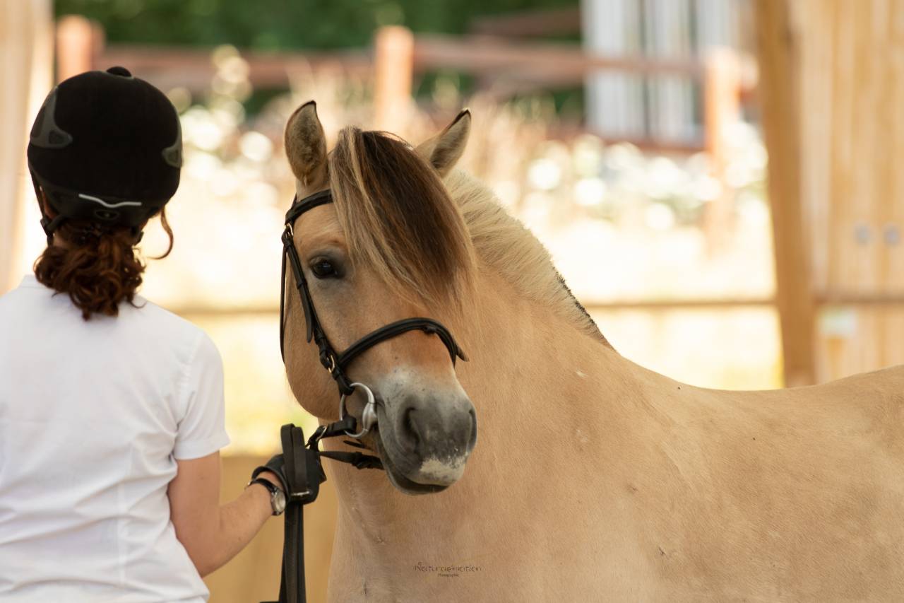 Jument - Fjord - 8 ans - Dressage / Loisir - France