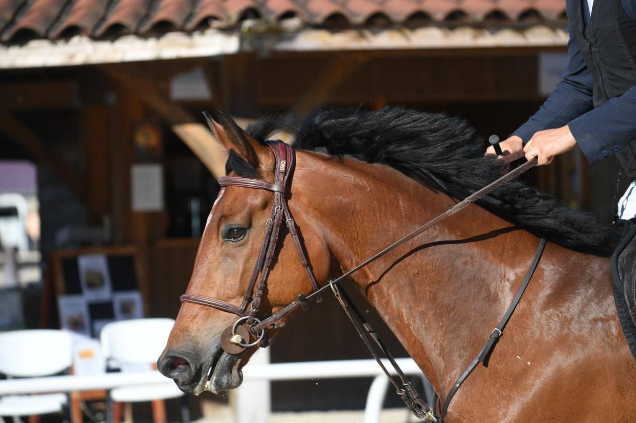 VICTOIRE MONTANA Z ? Jument Zangersheide de 4ans