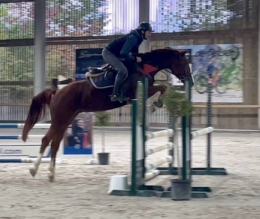 Hongre de 7 ans, +-1m65, BWP, par Nixon vh Meulenhof
